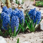 Hyacint (Hyacinthus orientalis) ´BLUE PEARL´ - 1 cibuľka v kvetináči, kont. C2L (modrý)